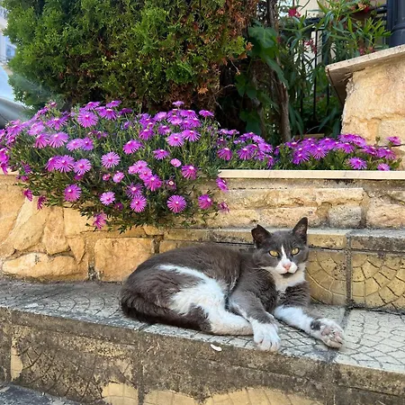 شقة Dreams سوزوبول