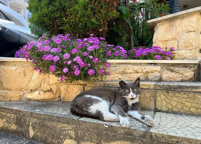 Apartamento Dreams Sozopol